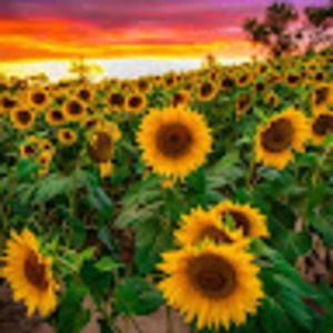 Meet your Posher, Sunshine